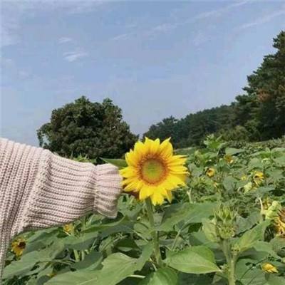 帝国英雄九游版下载
